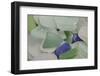 USA, Alaska, Ketchikan, Beach Glass-Savanah Stewart-Framed Photographic Print