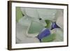 USA, Alaska, Ketchikan, Beach Glass-Savanah Stewart-Framed Photographic Print