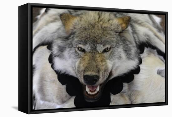 USA, Alaska, Ketchikan, Downtown Summertime. Wolf Skin-Savanah Stewart-Framed Stretched Canvas