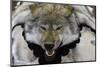 USA, Alaska, Ketchikan, Downtown Summertime. Wolf Skin-Savanah Stewart-Mounted Photographic Print