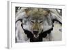 USA, Alaska, Ketchikan, Downtown Summertime. Wolf Skin-Savanah Stewart-Framed Photographic Print