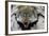 USA, Alaska, Ketchikan, Downtown Summertime. Wolf Skin-Savanah Stewart-Framed Photographic Print