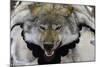 USA, Alaska, Ketchikan, Downtown Summertime. Wolf Skin-Savanah Stewart-Mounted Photographic Print