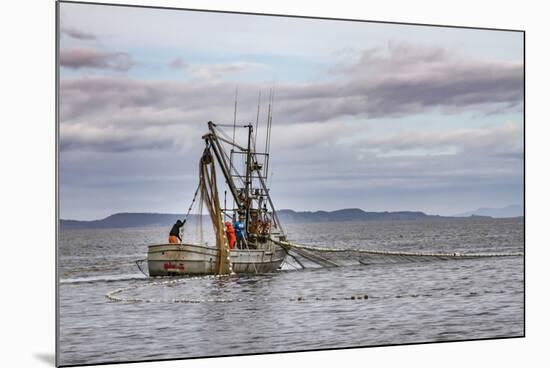 USA, Alaska, Kodiak, Chiniak Bay. Commercial fishing for salmon.-Frank Zurey-Mounted Photographic Print