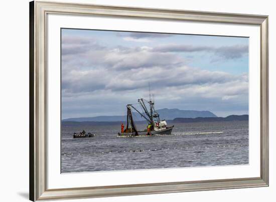 USA, Alaska, Kodiak, Chiniak Bay. Commercial fishing for salmon.-Frank Zurey-Framed Premium Photographic Print