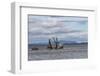 USA, Alaska, Kodiak, Chiniak Bay. Commercial fishing for salmon.-Frank Zurey-Framed Photographic Print