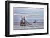 USA, Alaska, Kodiak, Chiniak Bay. Commercial fishing for salmon.-Frank Zurey-Framed Photographic Print