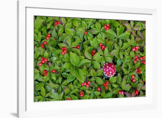 USA, Alaska, Nancy Lake State Recreation Area. Bunchberry and fly agaric mushrooms.-Jaynes Gallery-Framed Premium Photographic Print