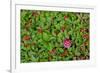 USA, Alaska, Nancy Lake State Recreation Area. Bunchberry and fly agaric mushrooms.-Jaynes Gallery-Framed Premium Photographic Print