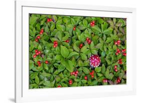 USA, Alaska, Nancy Lake State Recreation Area. Bunchberry and fly agaric mushrooms.-Jaynes Gallery-Framed Premium Photographic Print