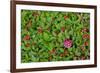 USA, Alaska, Nancy Lake State Recreation Area. Bunchberry and fly agaric mushrooms.-Jaynes Gallery-Framed Premium Photographic Print