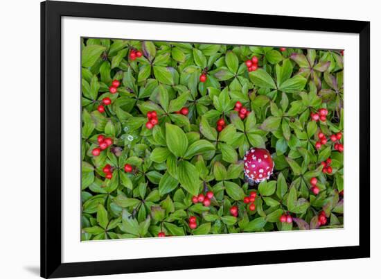 USA, Alaska, Nancy Lake State Recreation Area. Bunchberry and fly agaric mushrooms.-Jaynes Gallery-Framed Premium Photographic Print