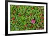 USA, Alaska, Nancy Lake State Recreation Area. Bunchberry and fly agaric mushrooms.-Jaynes Gallery-Framed Premium Photographic Print