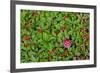 USA, Alaska, Nancy Lake State Recreation Area. Bunchberry and fly agaric mushrooms.-Jaynes Gallery-Framed Premium Photographic Print