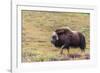 USA, Alaska, Noatak National Preserve. Bull Muskox on the arctic tundra.-Fredrik Norrsell-Framed Photographic Print