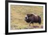 USA, Alaska, Noatak National Preserve. Bull Muskox on the arctic tundra.-Fredrik Norrsell-Framed Photographic Print