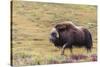 USA, Alaska, Noatak National Preserve. Bull Muskox on the arctic tundra.-Fredrik Norrsell-Stretched Canvas