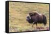 USA, Alaska, Noatak National Preserve. Bull Muskox on the arctic tundra.-Fredrik Norrsell-Framed Stretched Canvas