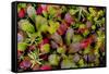 USA, Alaska of alpine bearberry and crowberry plants.-Jaynes Gallery-Framed Stretched Canvas