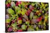USA, Alaska of alpine bearberry and crowberry plants.-Jaynes Gallery-Stretched Canvas