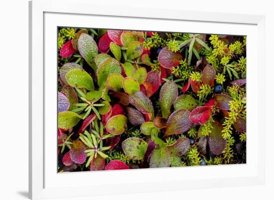 USA, Alaska of alpine bearberry and crowberry plants.-Jaynes Gallery-Framed Premium Photographic Print