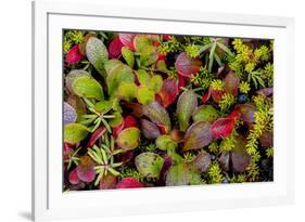 USA, Alaska of alpine bearberry and crowberry plants.-Jaynes Gallery-Framed Premium Photographic Print