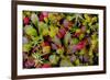 USA, Alaska of alpine bearberry and crowberry plants.-Jaynes Gallery-Framed Premium Photographic Print