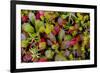 USA, Alaska of alpine bearberry and crowberry plants.-Jaynes Gallery-Framed Premium Photographic Print