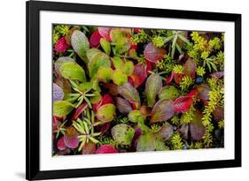 USA, Alaska of alpine bearberry and crowberry plants.-Jaynes Gallery-Framed Premium Photographic Print