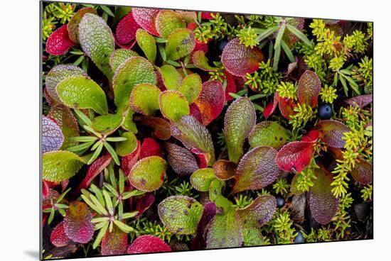 USA, Alaska of alpine bearberry and crowberry plants.-Jaynes Gallery-Mounted Premium Photographic Print