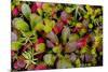 USA, Alaska of alpine bearberry and crowberry plants.-Jaynes Gallery-Mounted Premium Photographic Print