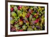 USA, Alaska of alpine bearberry and crowberry plants.-Jaynes Gallery-Framed Photographic Print