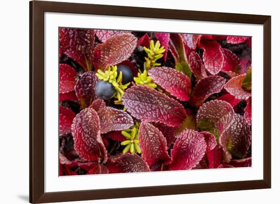 USA, Alaska of alpine bearberry and crowberry plants.-Jaynes Gallery-Framed Premium Photographic Print