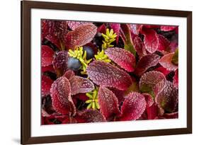 USA, Alaska of alpine bearberry and crowberry plants.-Jaynes Gallery-Framed Premium Photographic Print