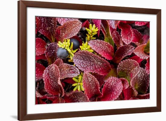 USA, Alaska of alpine bearberry and crowberry plants.-Jaynes Gallery-Framed Premium Photographic Print