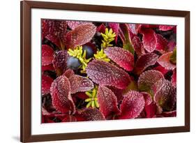 USA, Alaska of alpine bearberry and crowberry plants.-Jaynes Gallery-Framed Premium Photographic Print