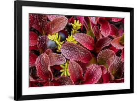 USA, Alaska of alpine bearberry and crowberry plants.-Jaynes Gallery-Framed Premium Photographic Print