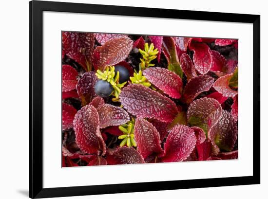 USA, Alaska of alpine bearberry and crowberry plants.-Jaynes Gallery-Framed Premium Photographic Print