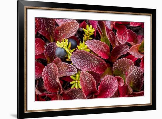 USA, Alaska of alpine bearberry and crowberry plants.-Jaynes Gallery-Framed Premium Photographic Print