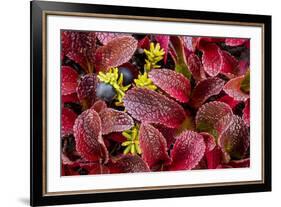 USA, Alaska of alpine bearberry and crowberry plants.-Jaynes Gallery-Framed Premium Photographic Print