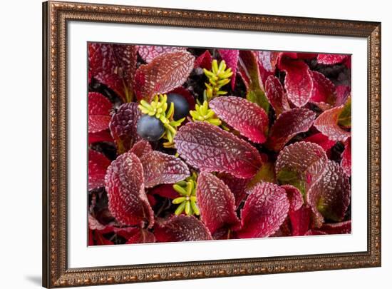 USA, Alaska of alpine bearberry and crowberry plants.-Jaynes Gallery-Framed Premium Photographic Print