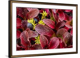 USA, Alaska of alpine bearberry and crowberry plants.-Jaynes Gallery-Framed Premium Photographic Print