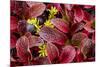 USA, Alaska of alpine bearberry and crowberry plants.-Jaynes Gallery-Mounted Premium Photographic Print