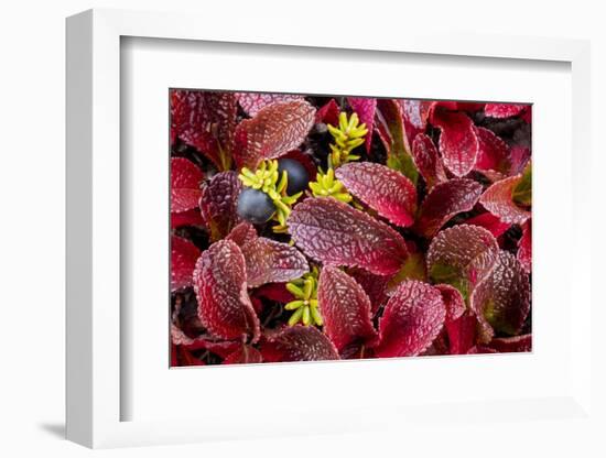 USA, Alaska of alpine bearberry and crowberry plants.-Jaynes Gallery-Framed Photographic Print