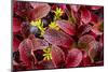 USA, Alaska of alpine bearberry and crowberry plants.-Jaynes Gallery-Mounted Photographic Print