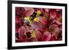 USA, Alaska of alpine bearberry and crowberry plants.-Jaynes Gallery-Framed Photographic Print