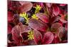 USA, Alaska of alpine bearberry and crowberry plants.-Jaynes Gallery-Mounted Photographic Print