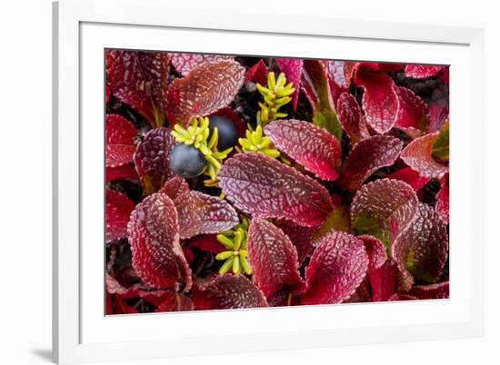 USA, Alaska of alpine bearberry and crowberry plants.-Jaynes Gallery-Framed Photographic Print