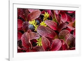 USA, Alaska of alpine bearberry and crowberry plants.-Jaynes Gallery-Framed Photographic Print