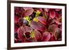 USA, Alaska of alpine bearberry and crowberry plants.-Jaynes Gallery-Framed Photographic Print